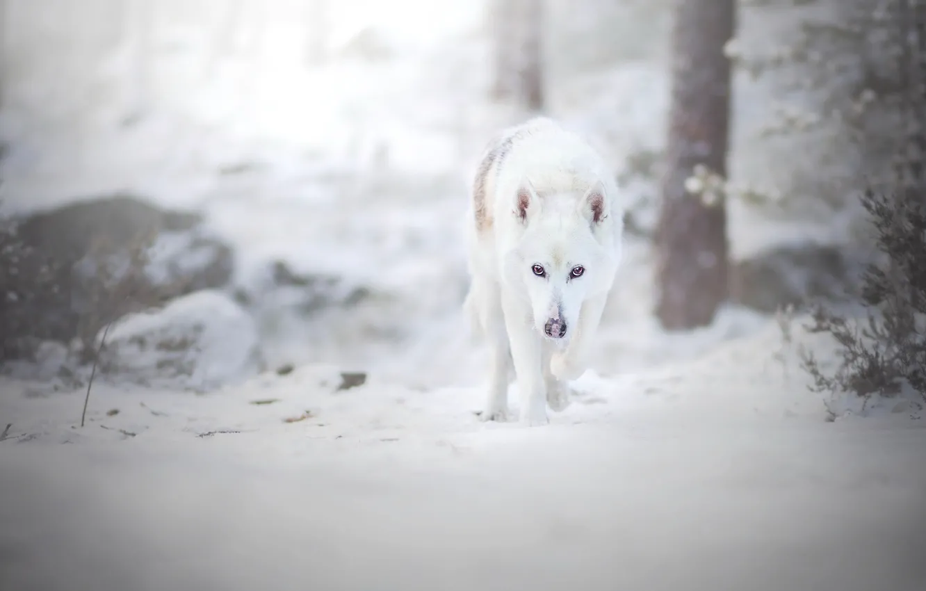 Photo wallpaper winter, forest, look, snow, dog, walk, Swiss shepherd dog