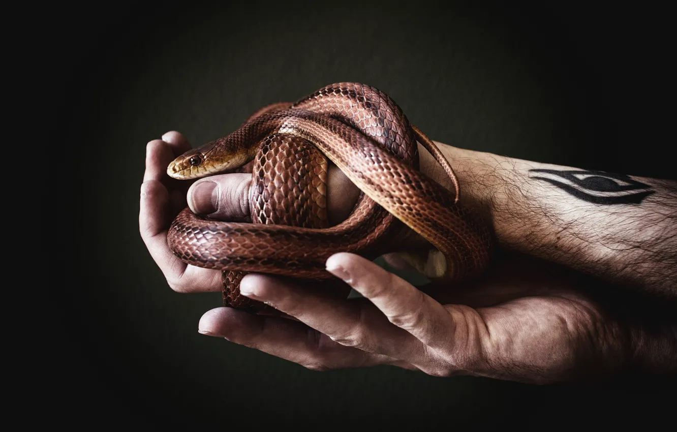 Photo wallpaper gift, snake, hands