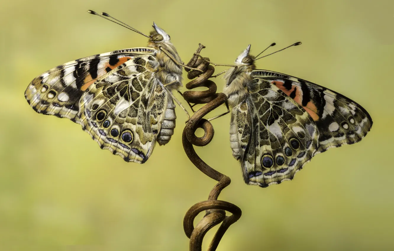 Photo wallpaper butterfly, branch, nasekomoe