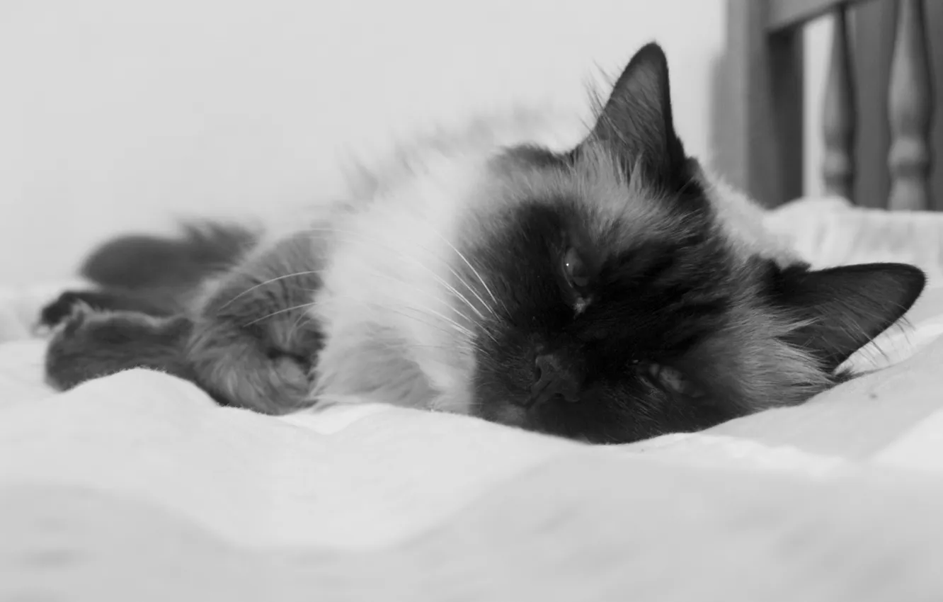 Photo wallpaper look, face, macro, bed, black and white