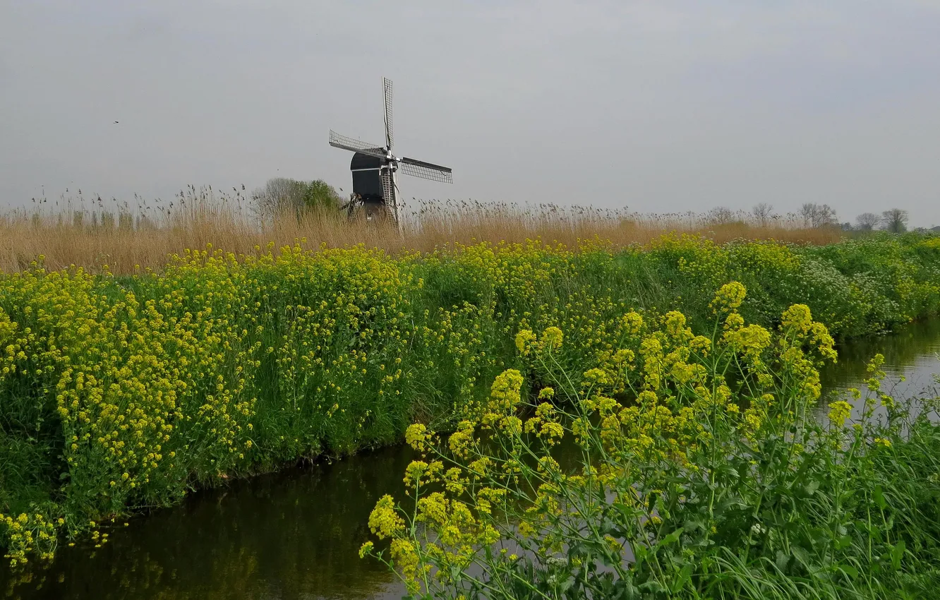 Photo wallpaper the sky, flowers, channel, windmill