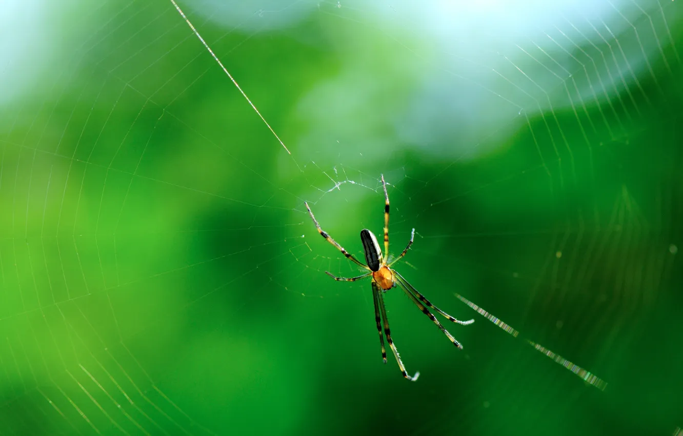 Photo wallpaper macro, nature, web, spider, insect