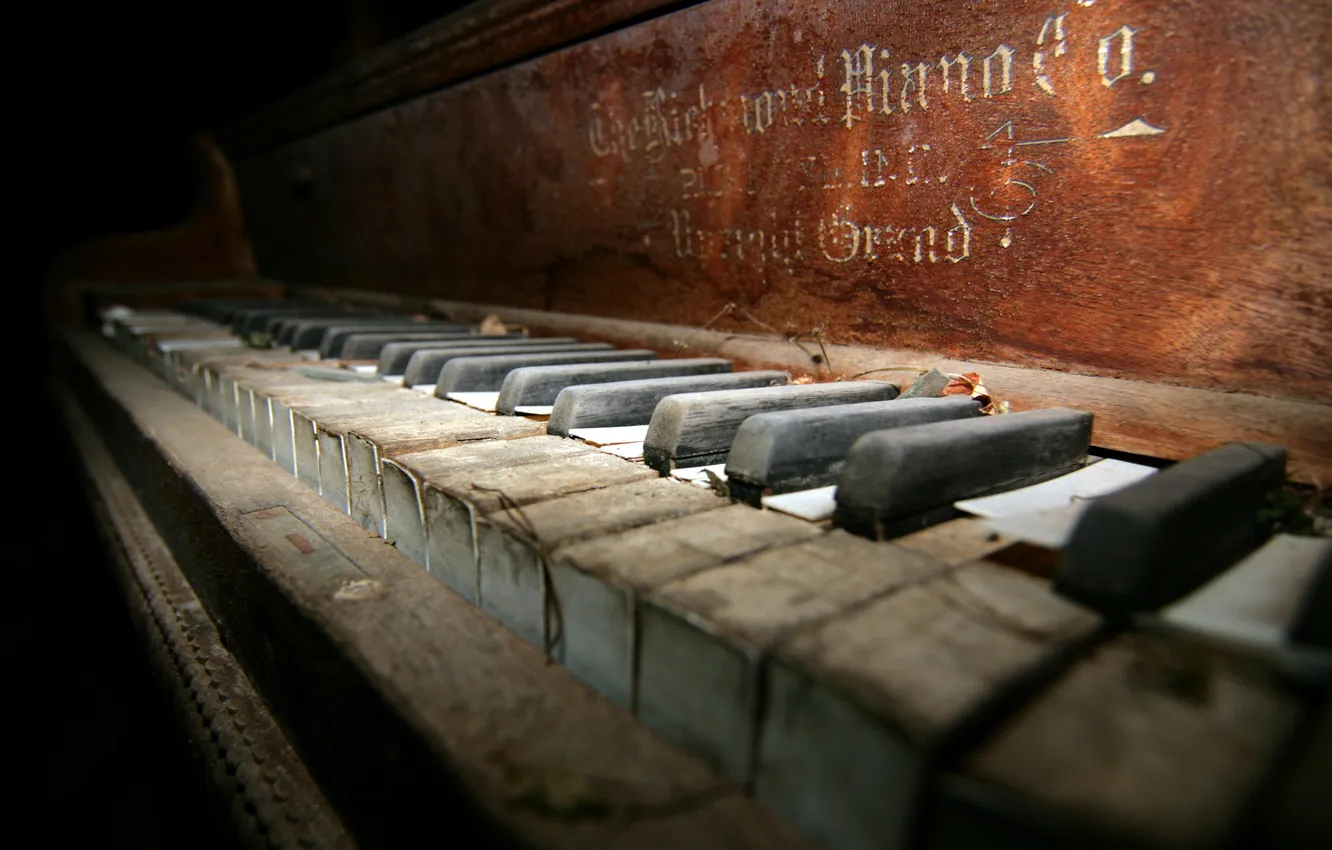 Photo wallpaper macro, background, plan