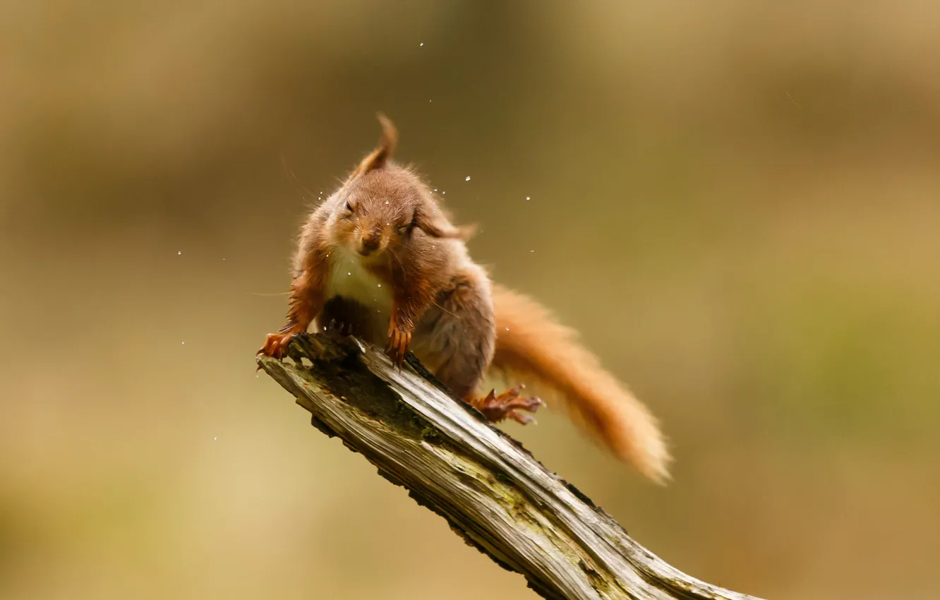 Photo wallpaper drops, squirt, background, protein