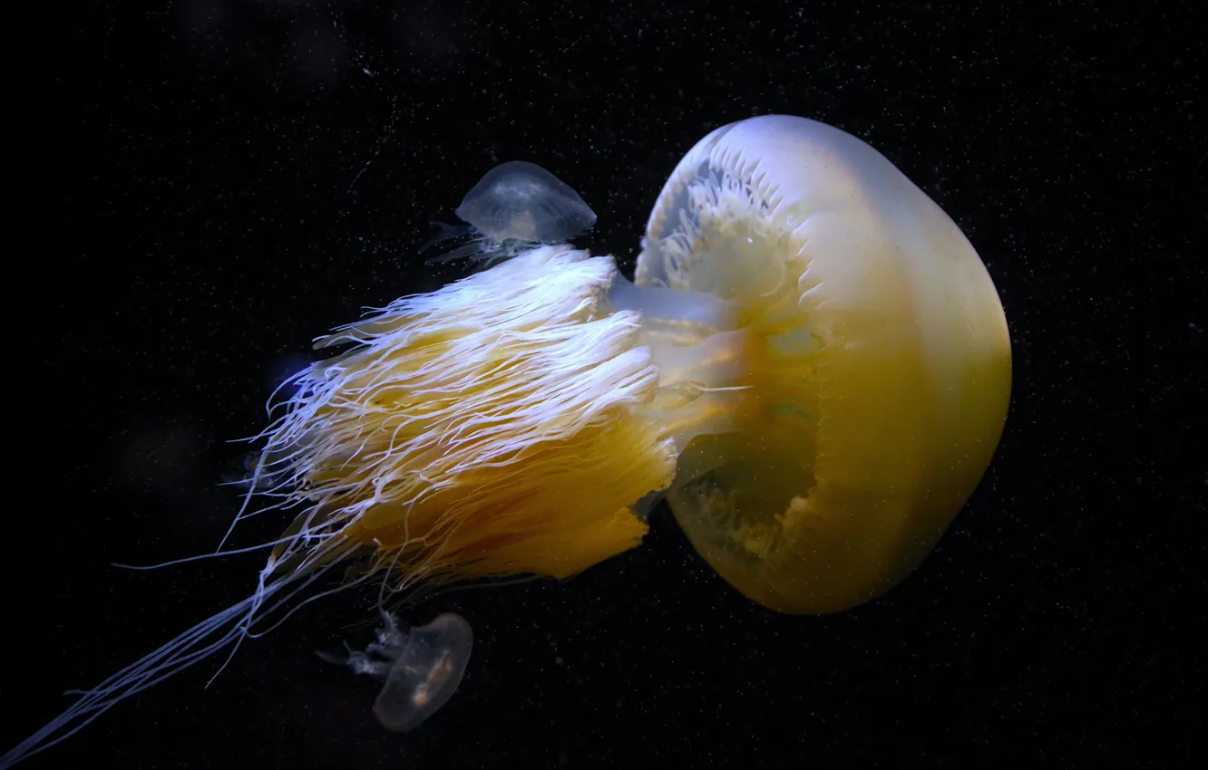 Photo wallpaper light, sea, nature, background, animal, fish, jellyfish, isolated