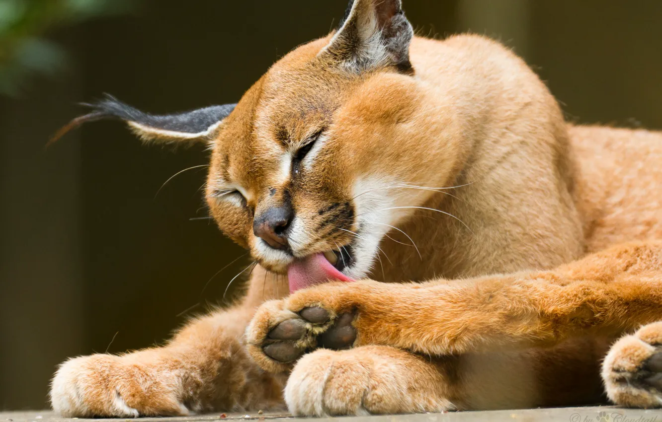 Photo wallpaper cat, washing, Caracal, steppe lynx