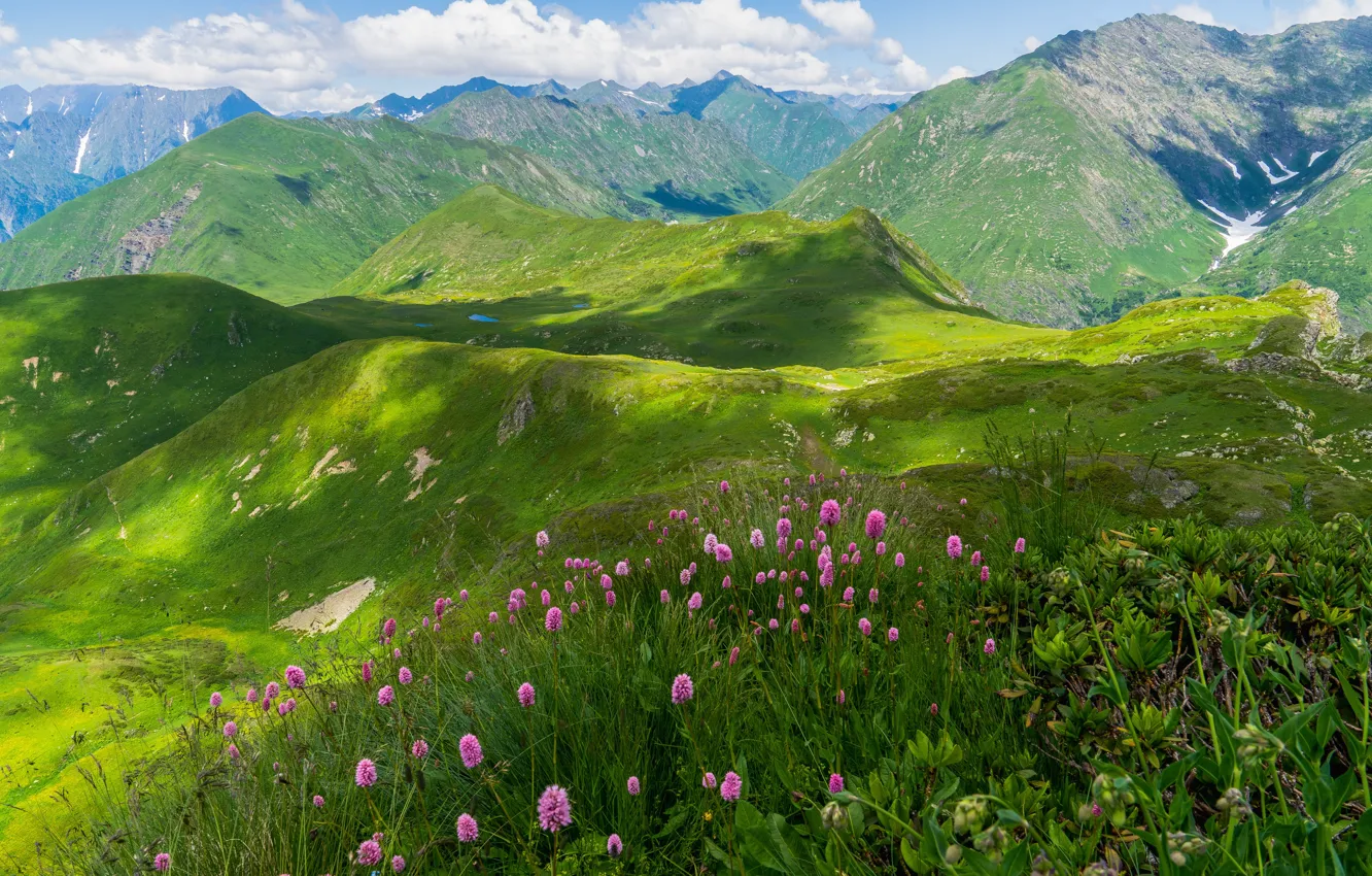 Photo wallpaper grass, landscape, flowers, mountains, nature, meadow, The Caucasus, Krasnaya Polyana