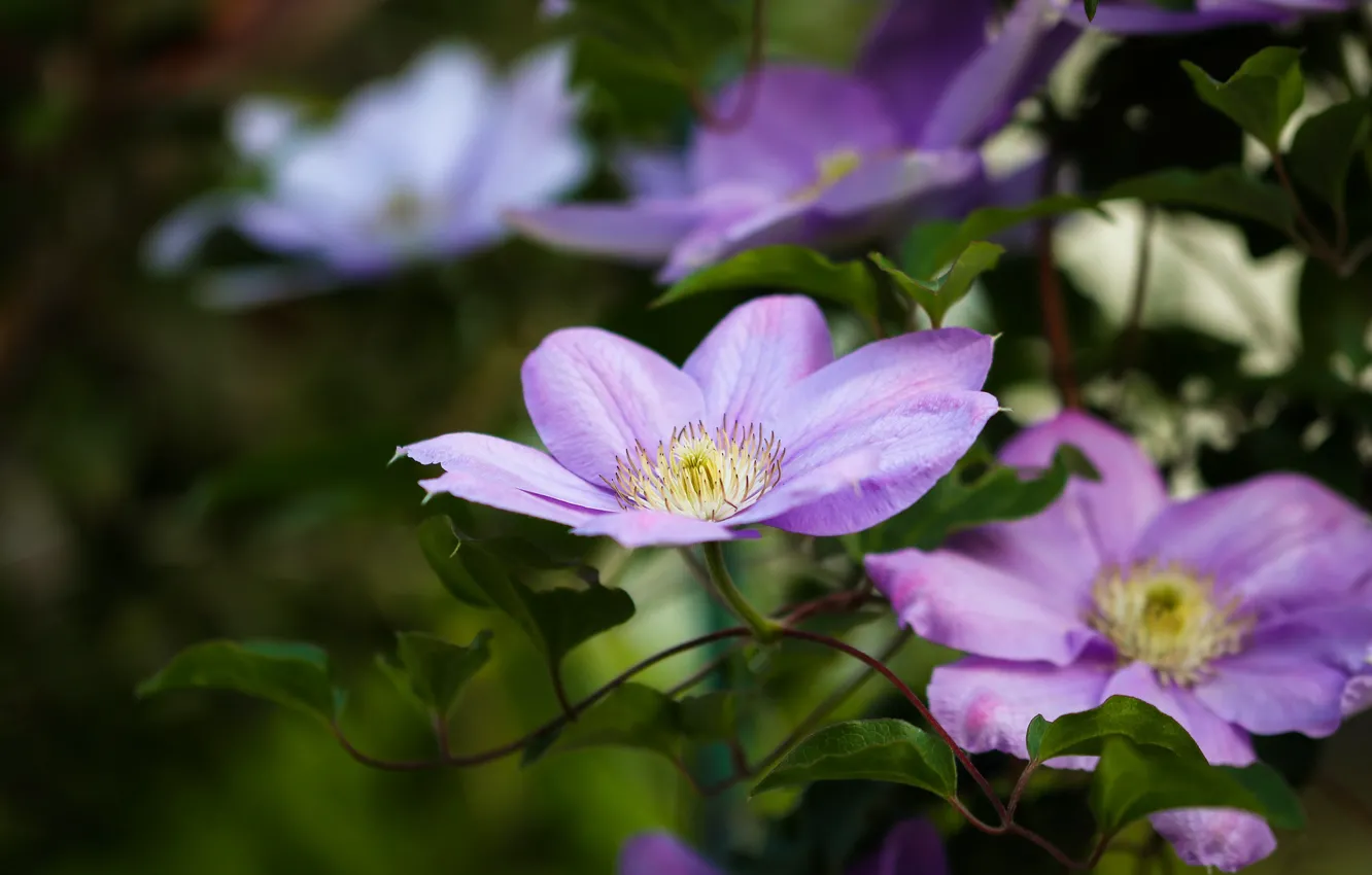 Photo wallpaper leaves, flowers, background, stem, lilac, clematis