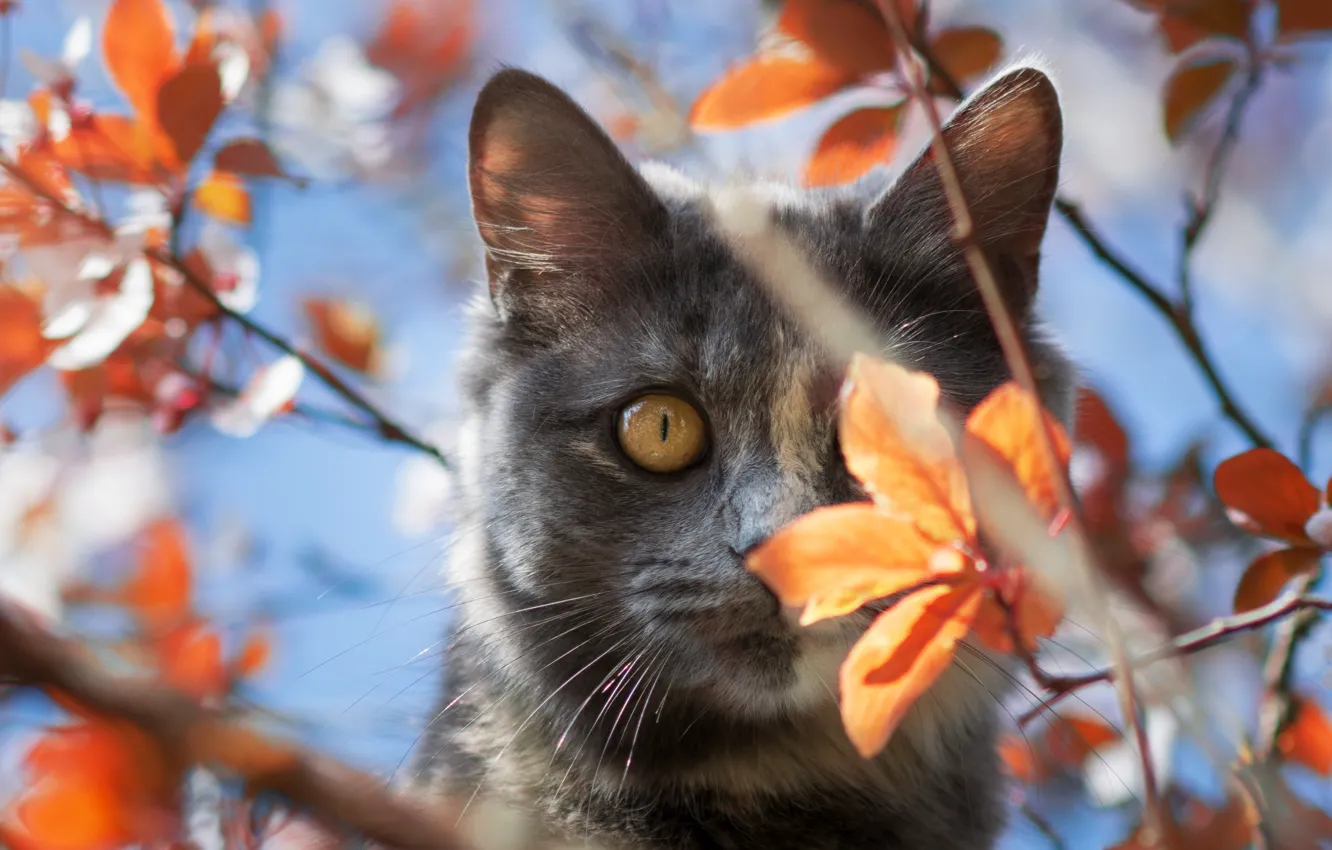 Photo wallpaper autumn, cat, cat, look, leaves, light, branches, pose