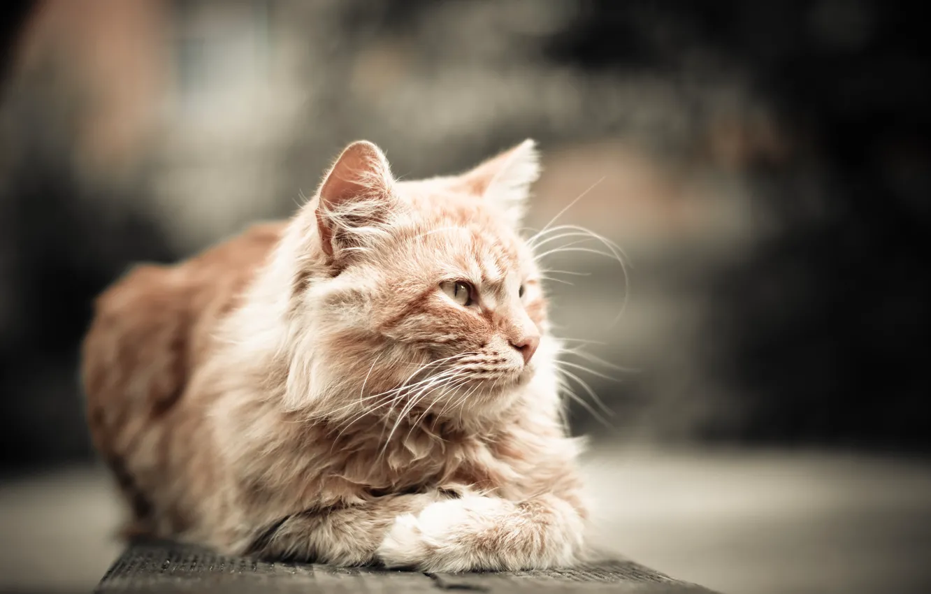 Photo wallpaper cat, red, blur
