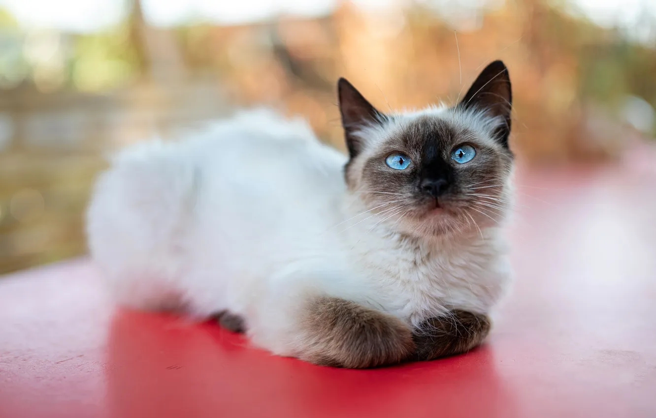 Photo wallpaper cat, look, pose, kitty, face