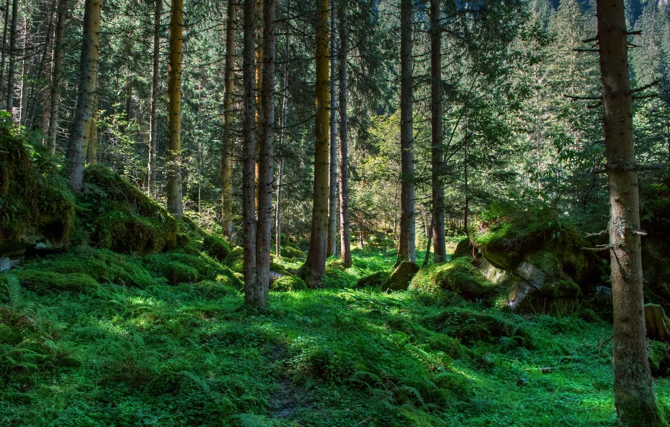 Photo wallpaper greens, forest, trees, stones, moss