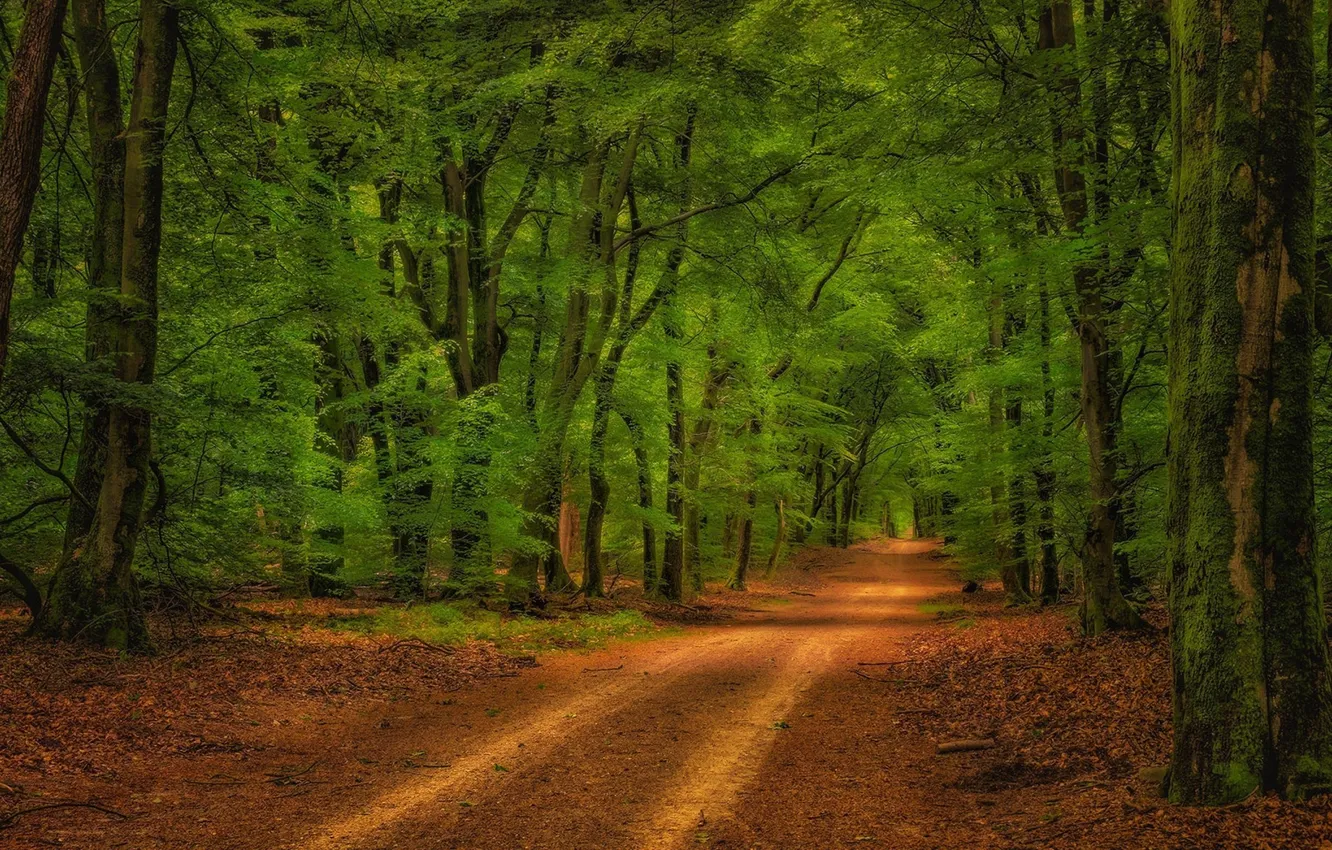 Photo wallpaper road, greens, forest