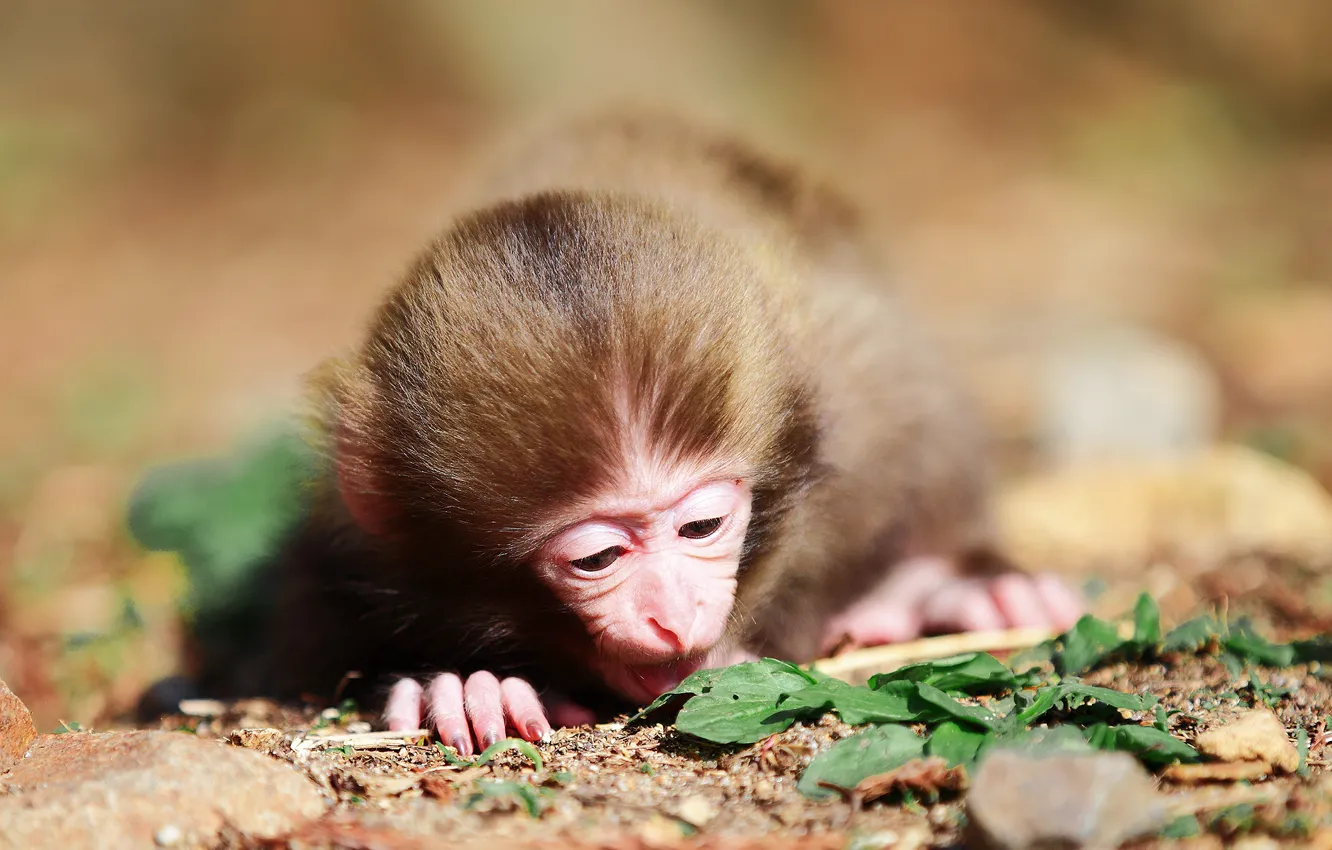 Photo wallpaper foliage, wool, small, muzzle, monkey, fingers, monkey