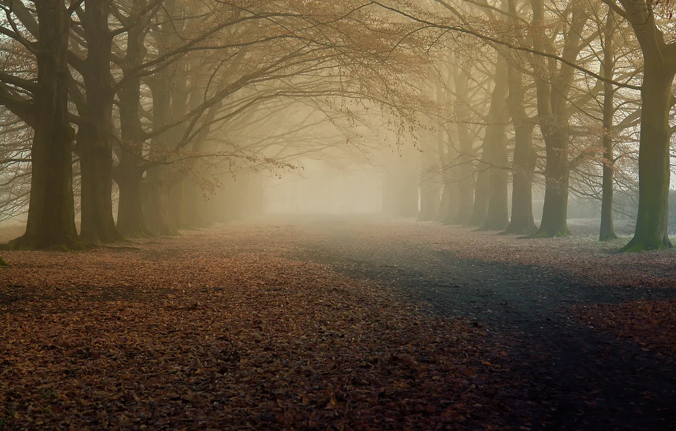 Photo wallpaper autumn, trees, nature, fog, morning, the dry leaves