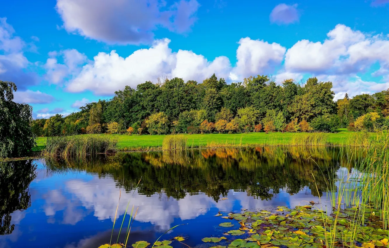 Photo wallpaper forest, the sky, grass, clouds, trees, landscape, nature, river