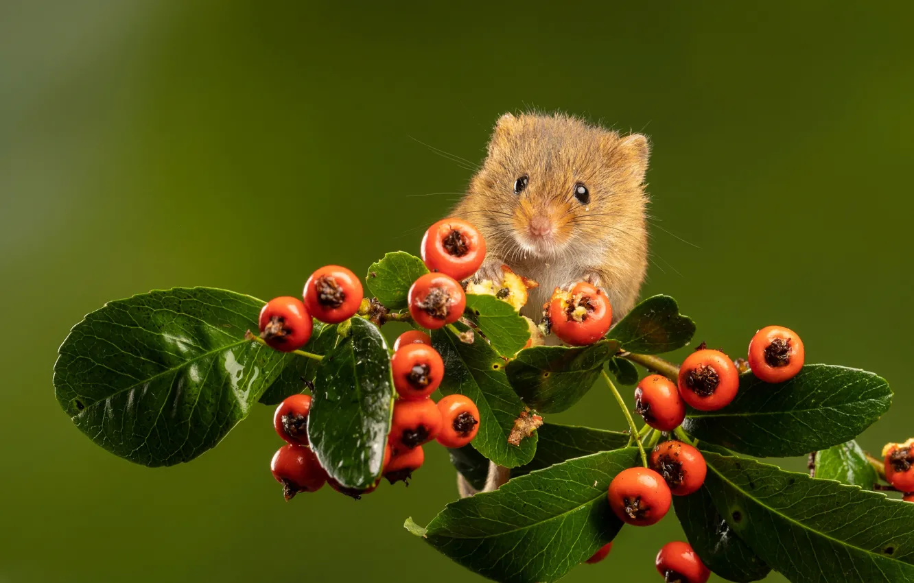 Photo wallpaper leaves, nature, berries, animal, branch, mouse, mouse, animal