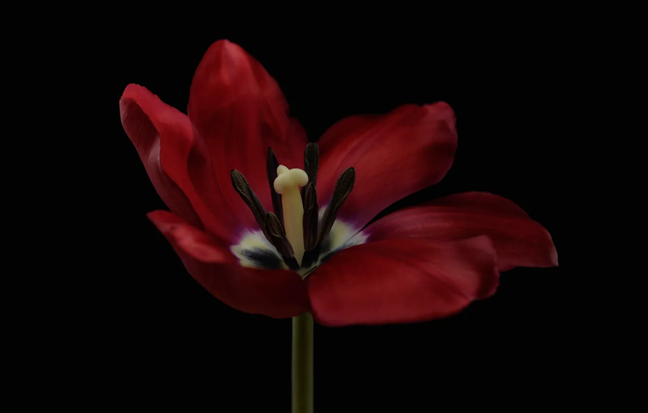 Photo wallpaper macro, background, Tulip, petals