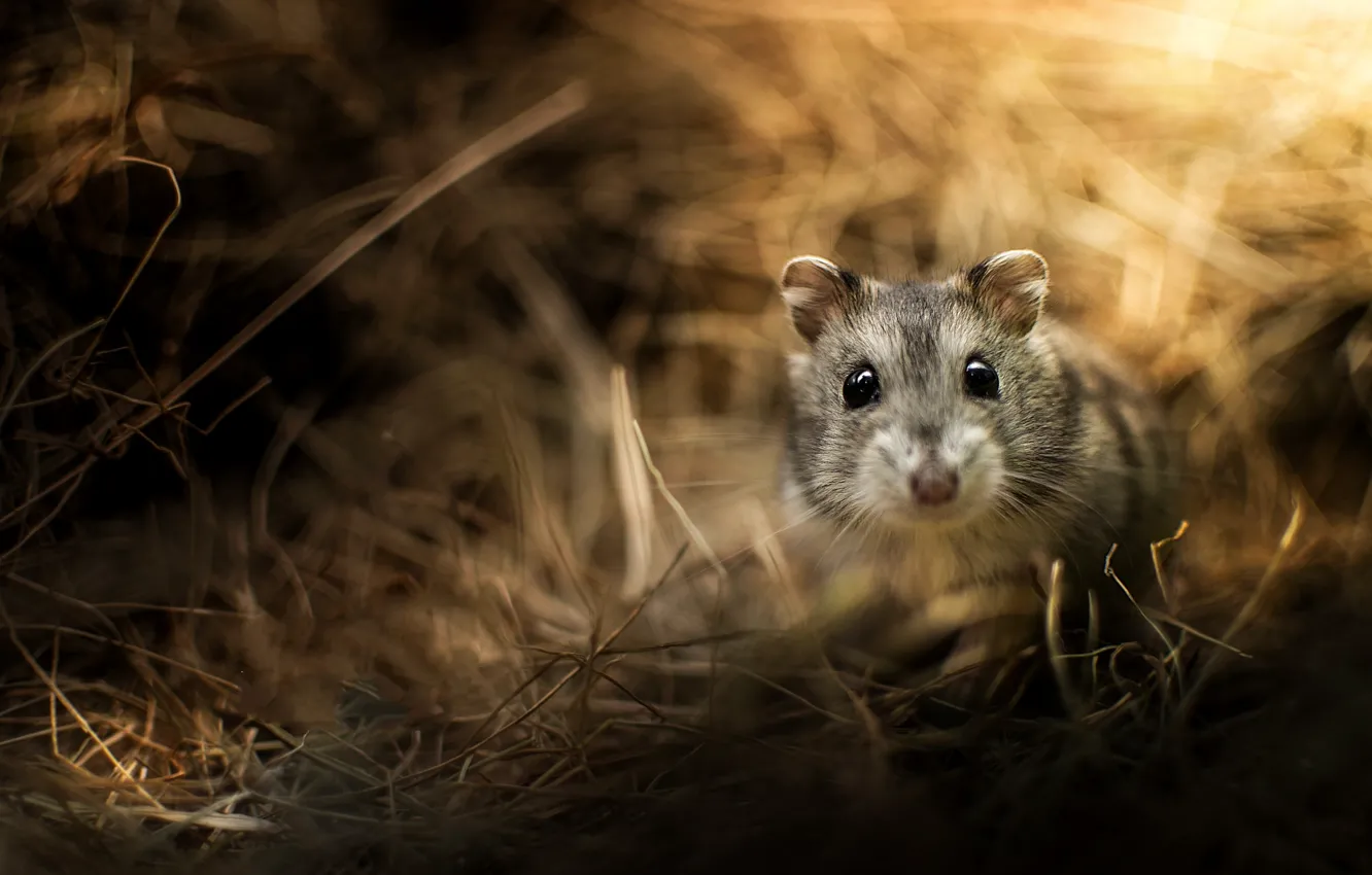 Photo wallpaper grass, look, glare, blur, muzzle, rodent, Djungarian hamster