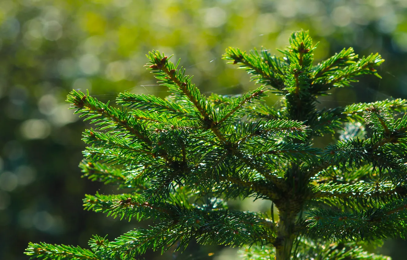 Photo wallpaper tree, pine, spruce