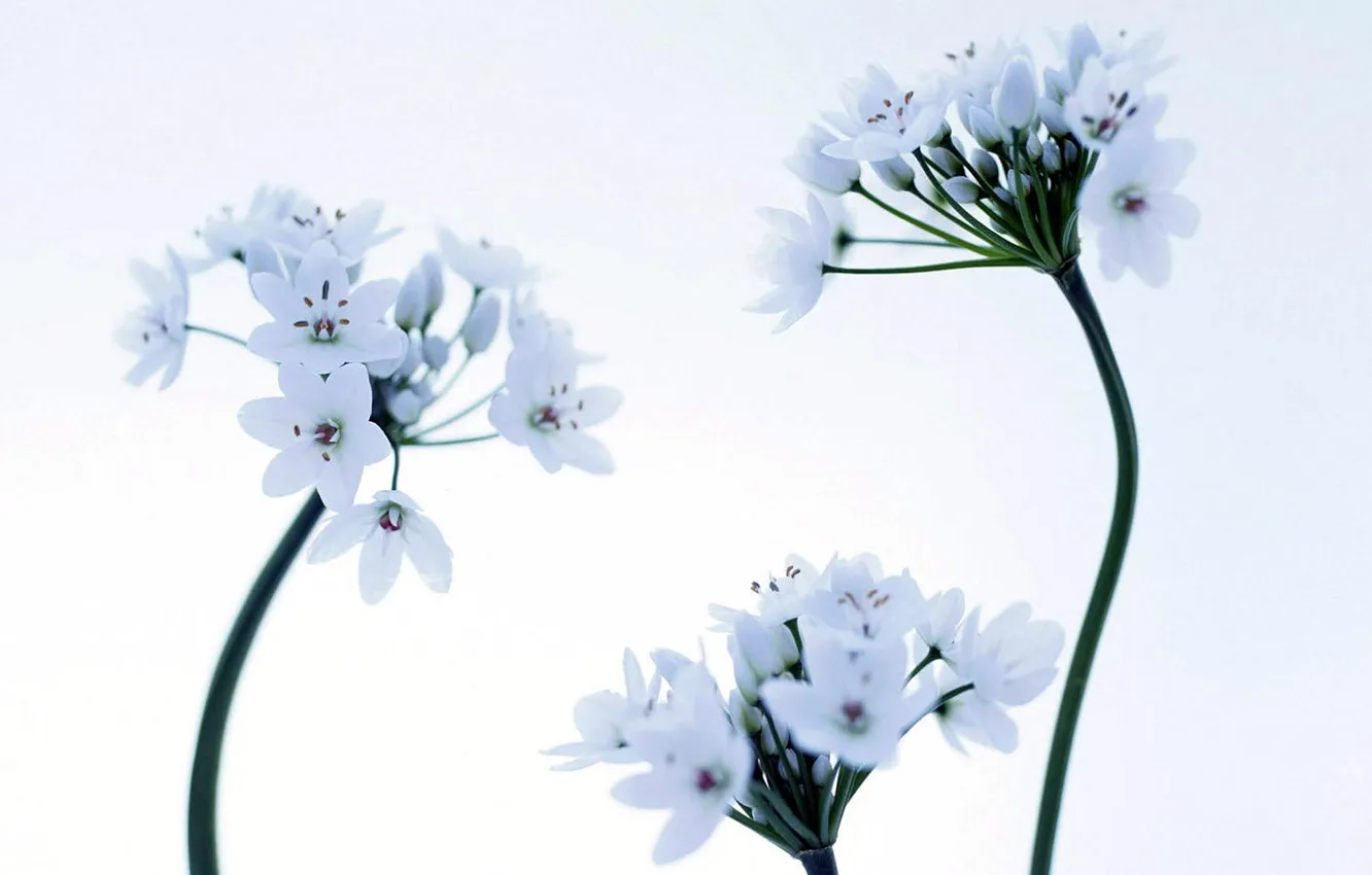 Photo wallpaper flowers, white, buds