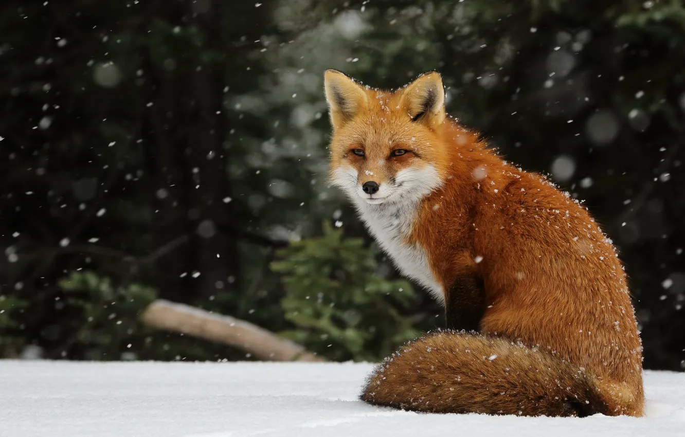 Photo wallpaper winter, snow, snowflakes, Fox, red, snowfall, Fox