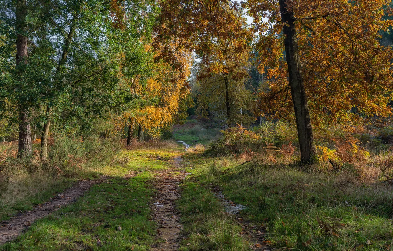 Photo wallpaper road, autumn, forest, trees, England, Stratford-on-Avon District