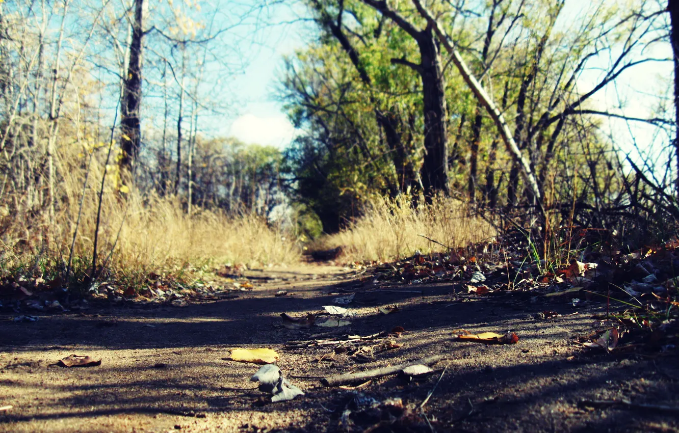 Photo wallpaper autumn, the sky, leaves, trees