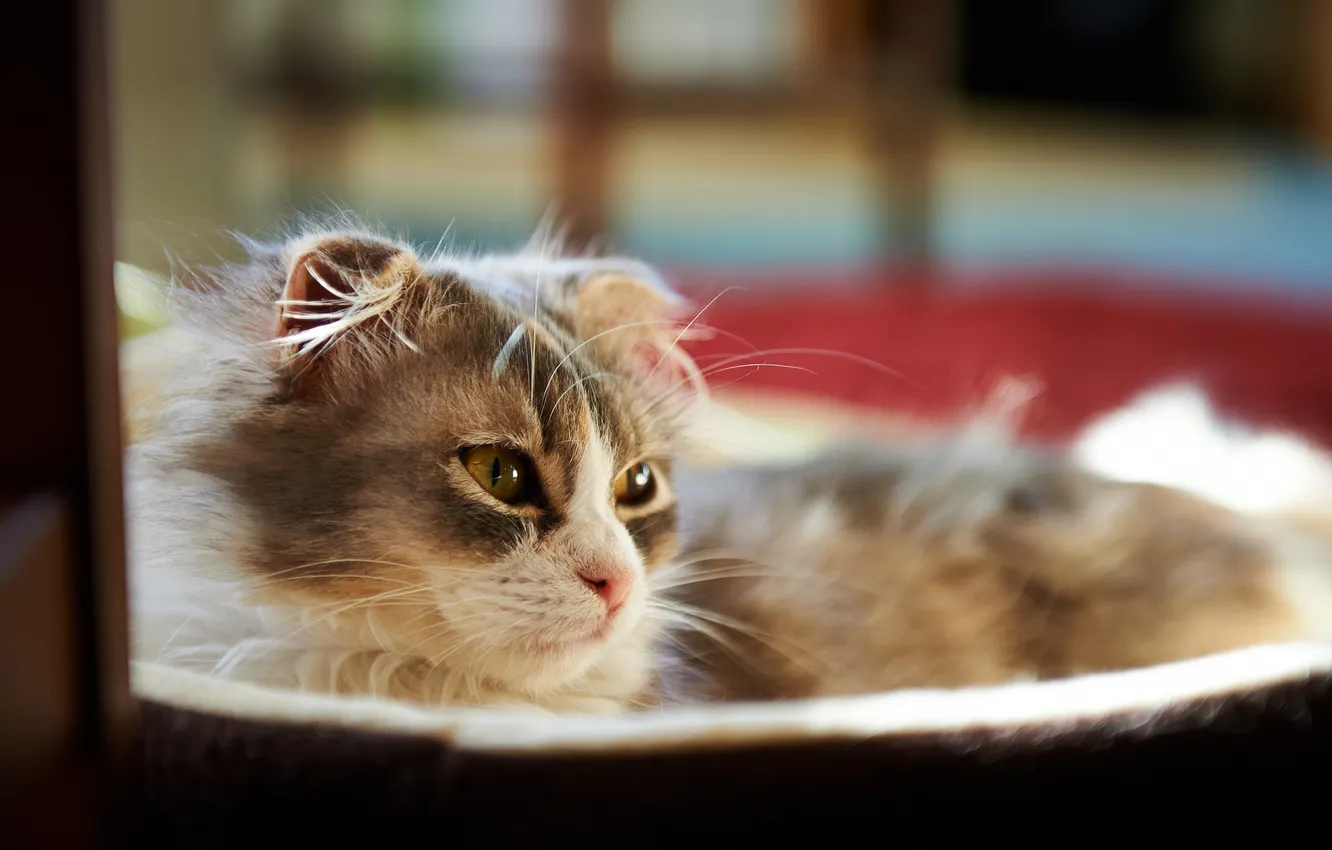 Photo wallpaper cat, room, muzzle, lying