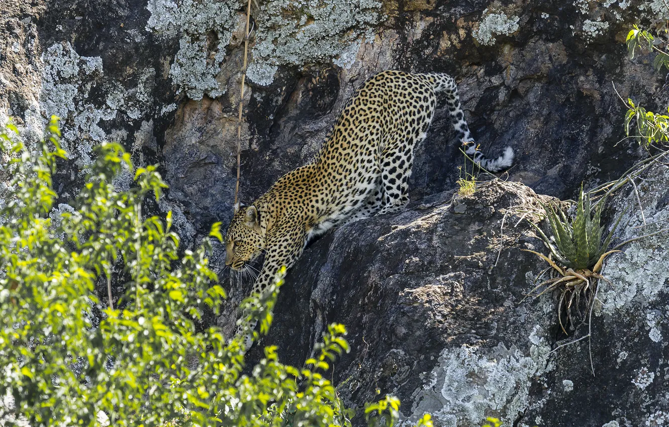 Photo wallpaper rocks, leopard, leopard, sneaks