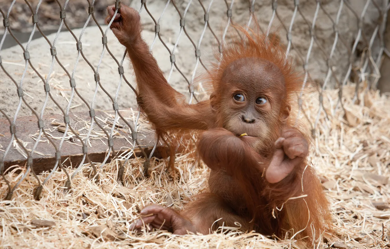 Photo wallpaper monkey, cub, the primacy of, orangutan