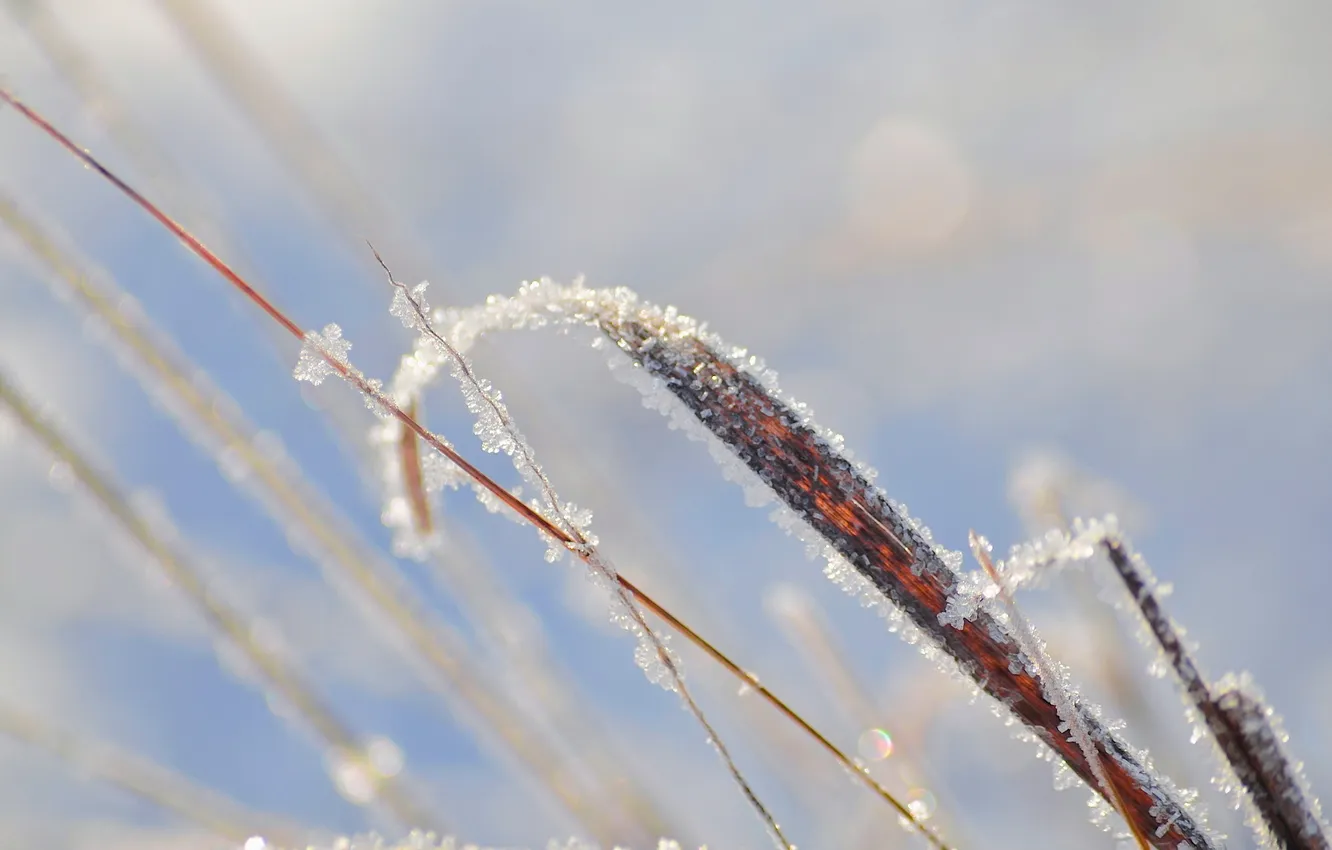 Photo wallpaper frost, grass, macro