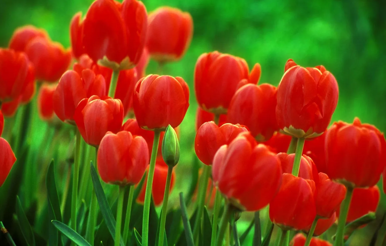 Photo wallpaper macro, flowers, background, tulips