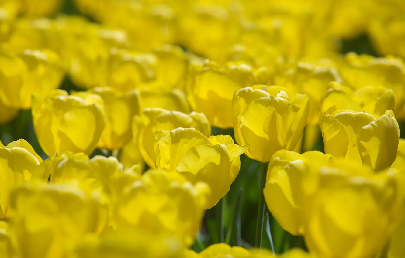 Photo wallpaper flowers, yellow, petals, tulips