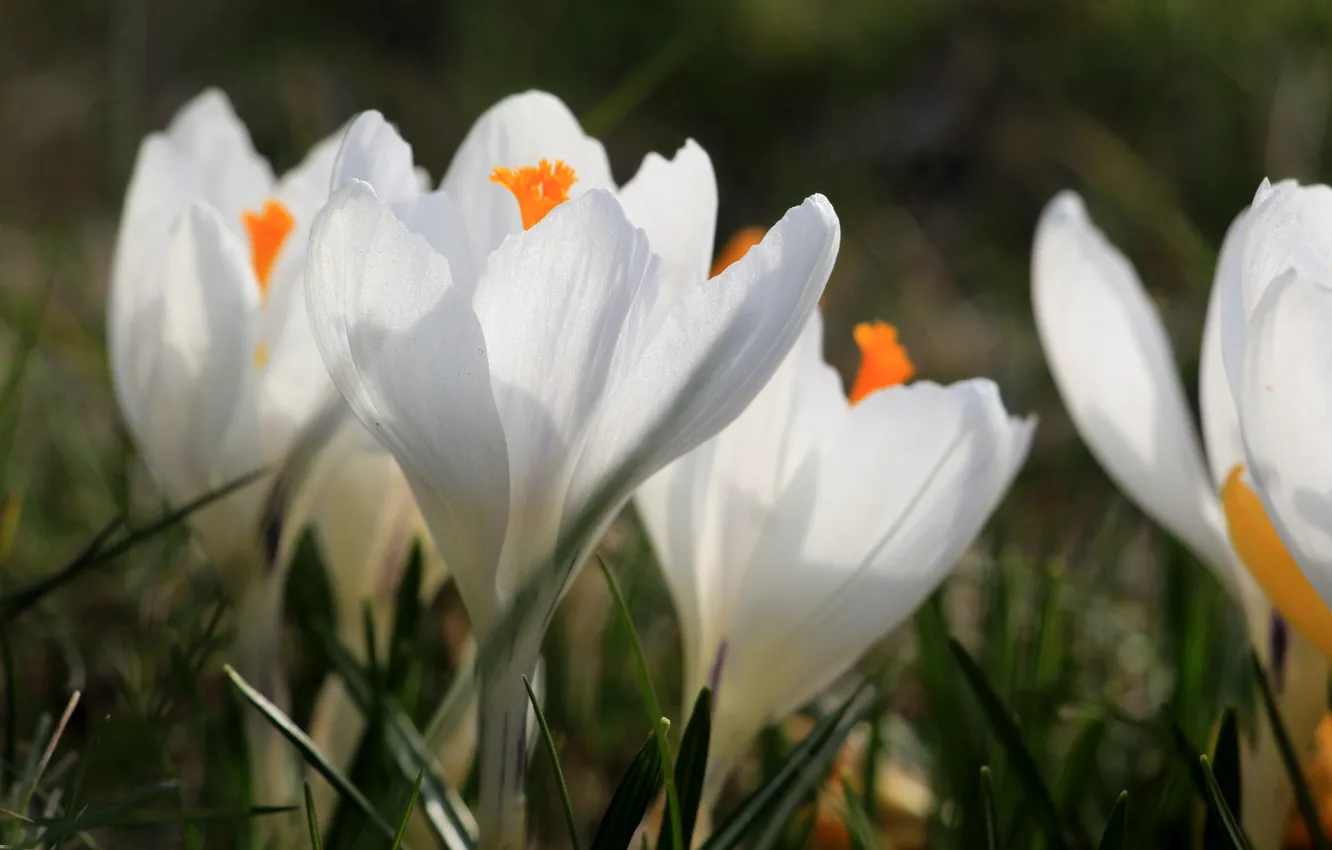Photo wallpaper flower, spring, Crocus