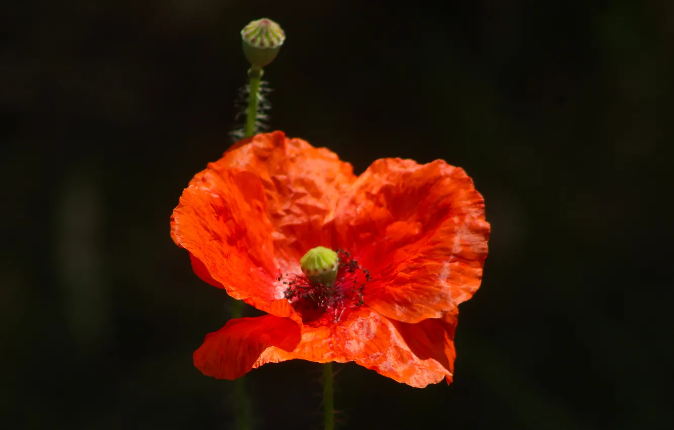 Photo wallpaper red, flower, poppy
