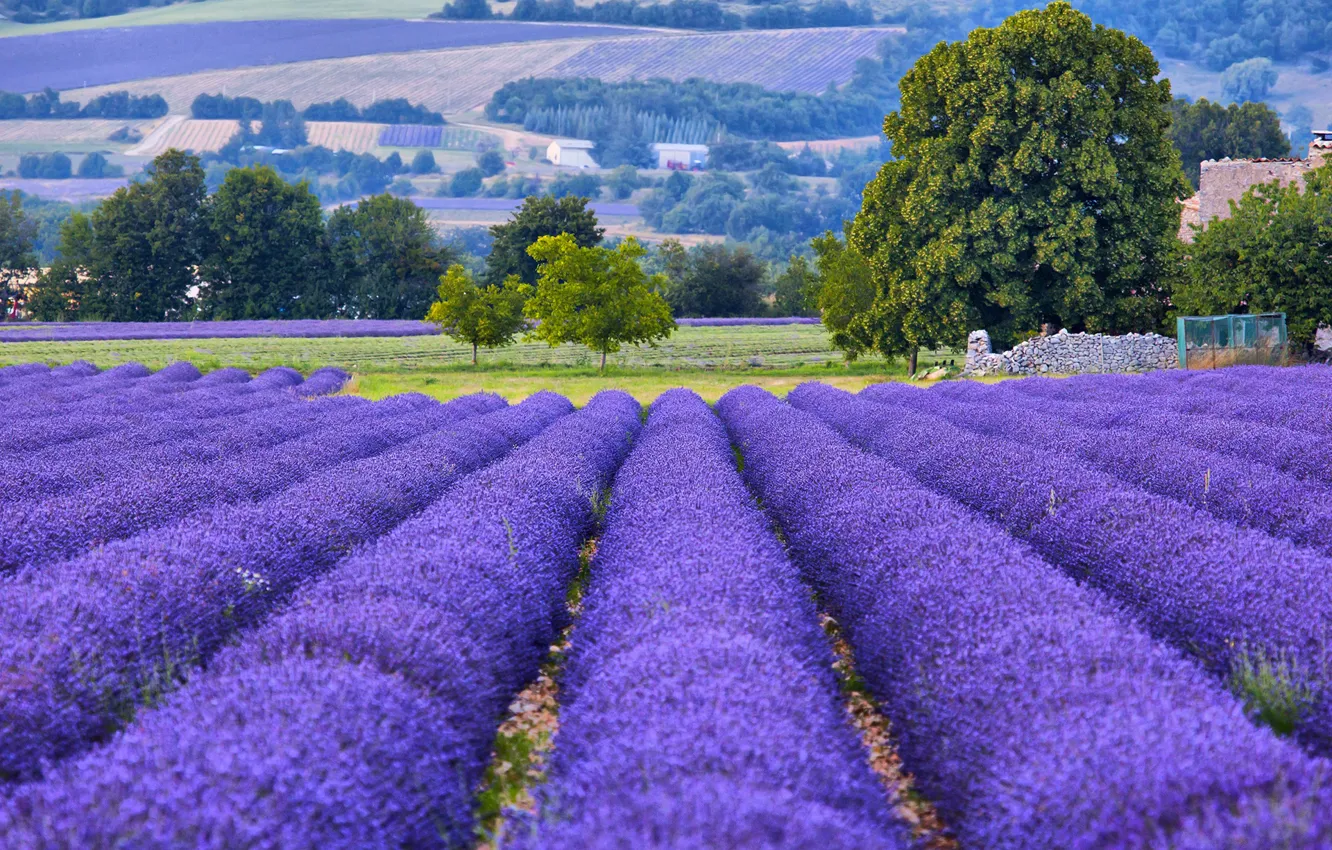 Photo wallpaper trees, France, field, lavender, bokeh, Provence