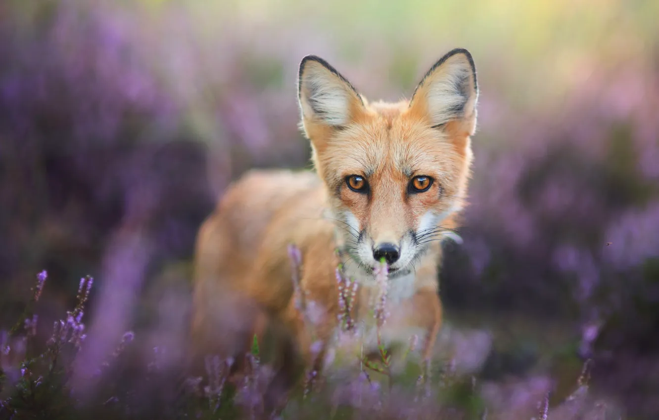 Photo wallpaper eyes, look, flowers, pose, background, portrait, muzzle, Fox