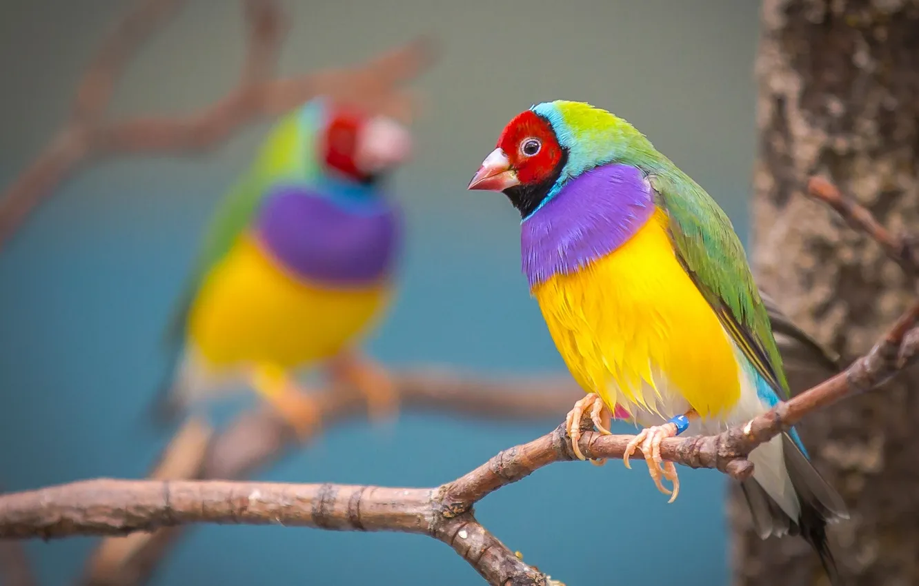 Photo wallpaper branch, bird, colorful, Gulidova amadina