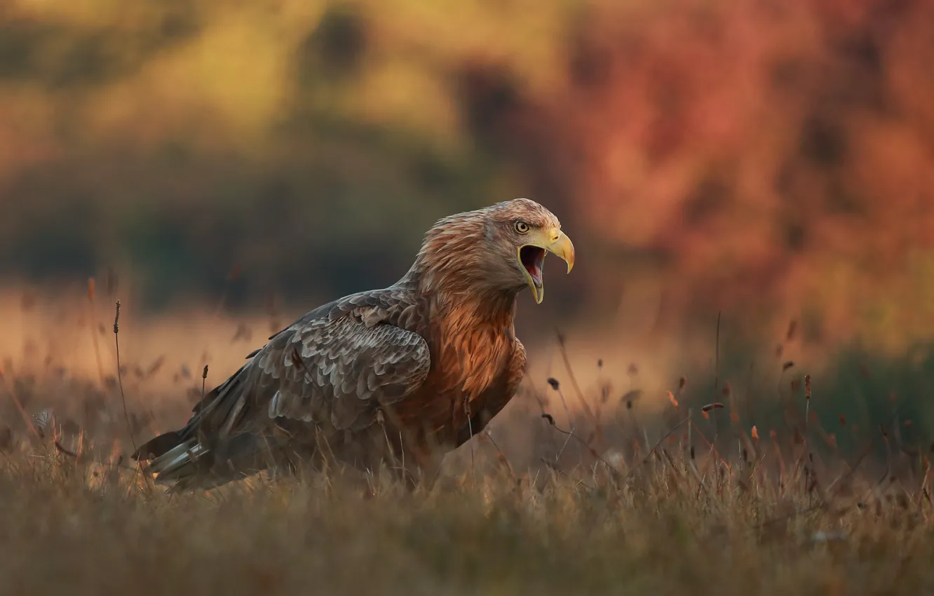 Photo wallpaper autumn, grass, nature, bird, eagle, predator, Creek, Lukasz Sokol