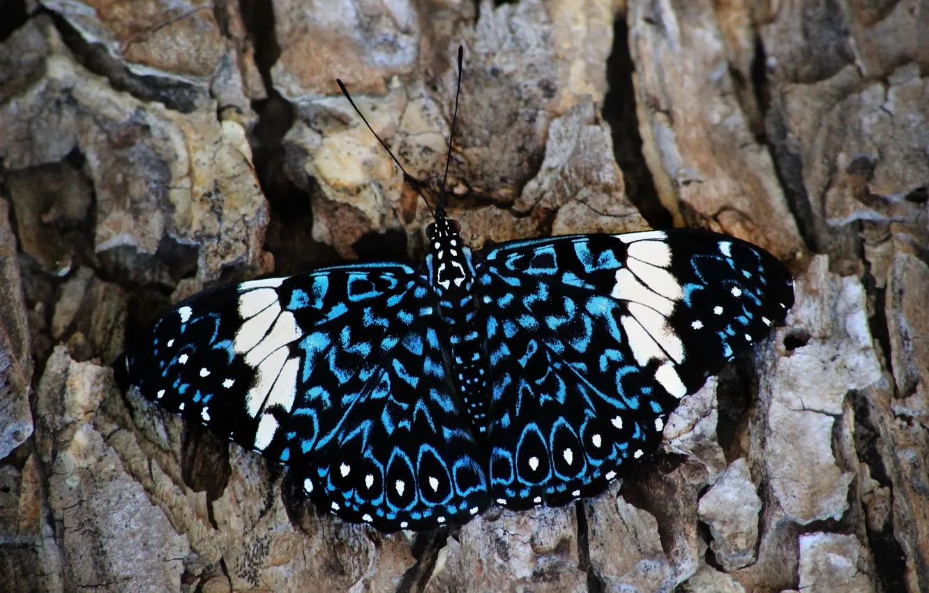 Photo wallpaper insect, closeup, tree bark, Macro • Butterfly • Macro • Butterfly