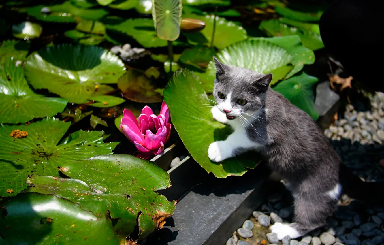 Photo wallpaper cat, flower, leaves, garden, kitty, water Lily, cat, Munchkin
