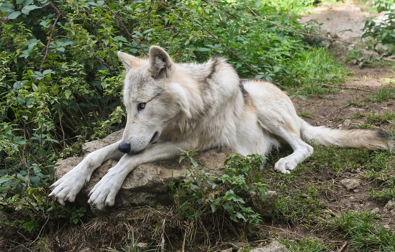 Photo wallpaper nature, snow, predator, face, animal, wolf, wildlife, portrait