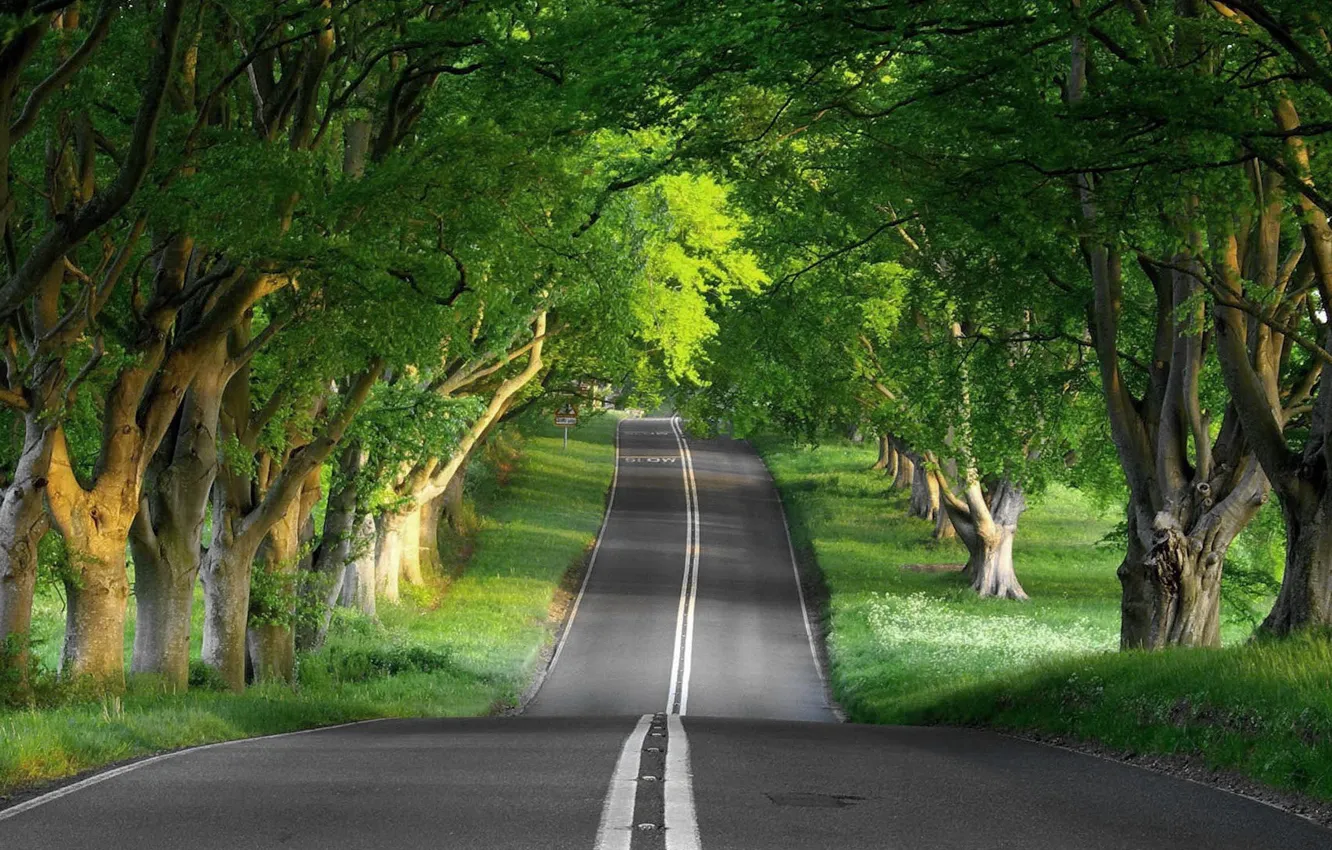 Photo wallpaper Nature, road, roads, tree
