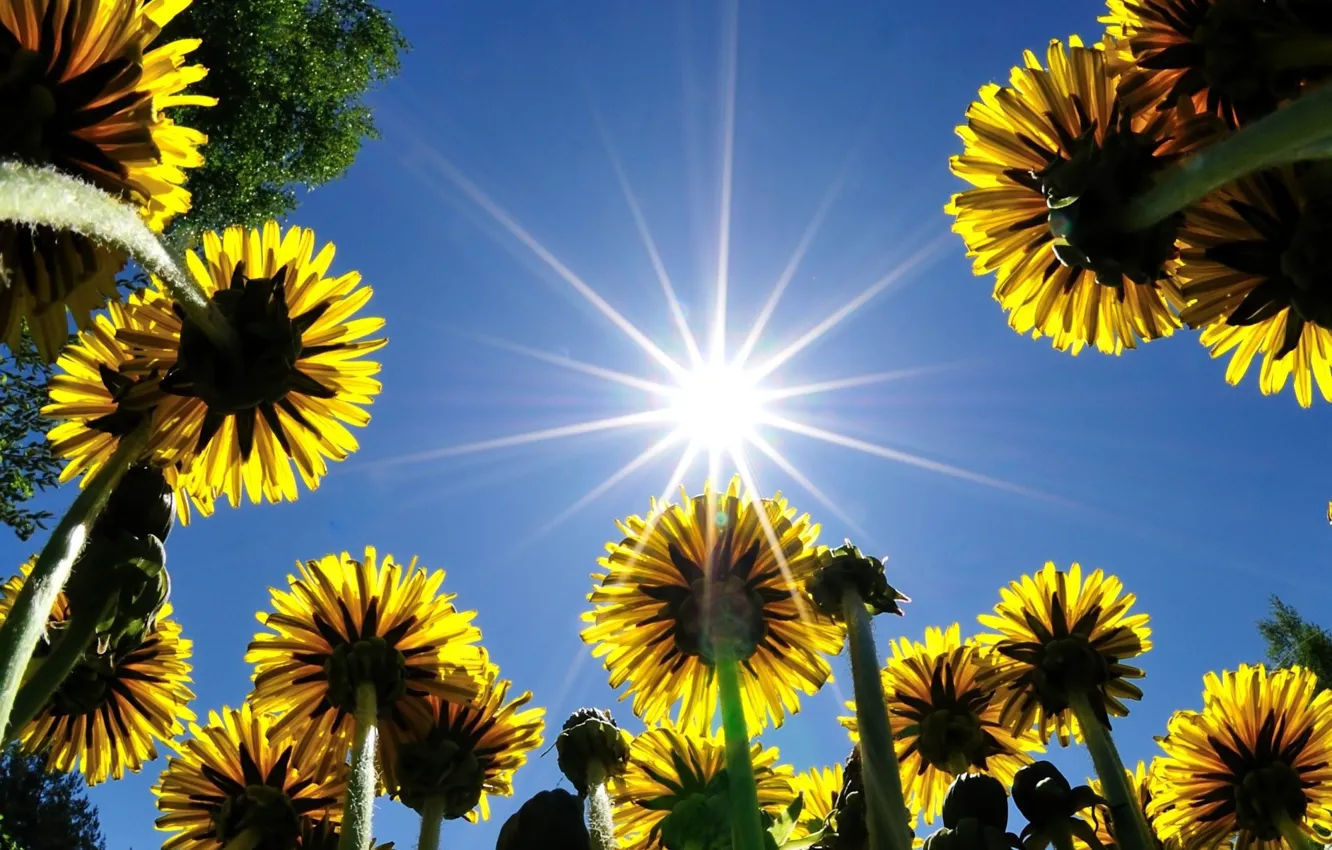 Photo wallpaper the sky, the sun, dandelion, spring, meadow
