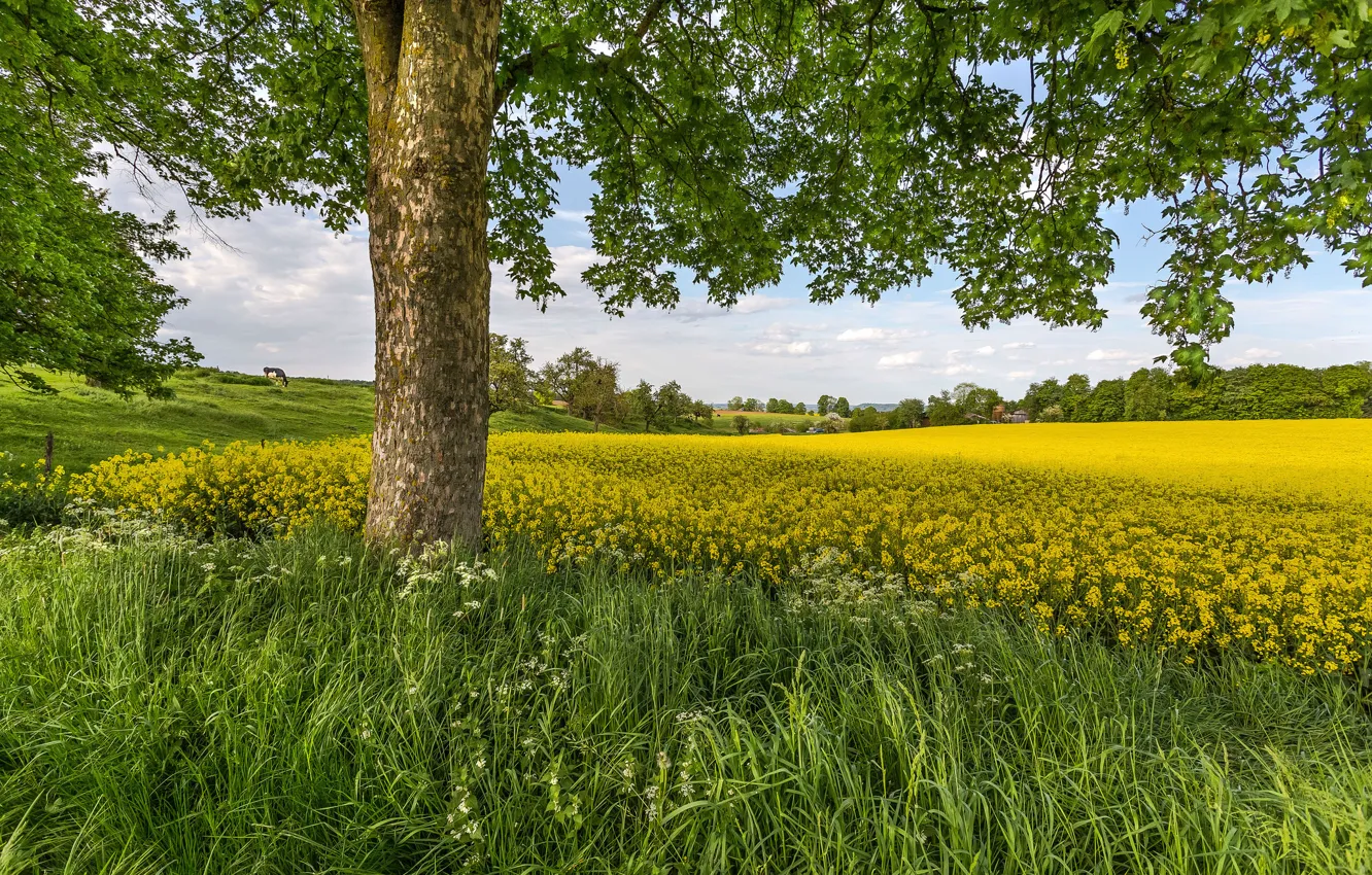Photo wallpaper field, trees, rape
