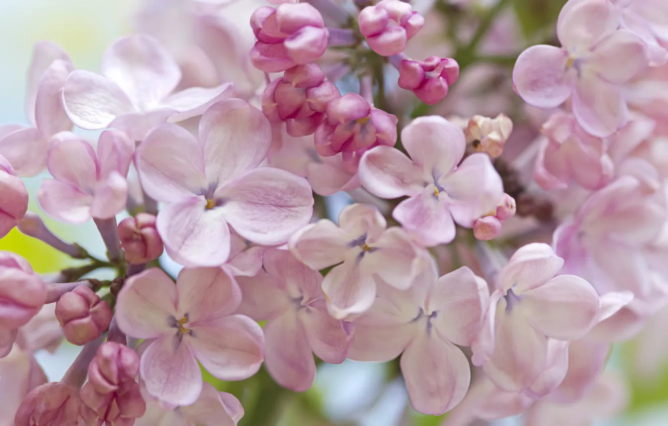 Photo wallpaper macro, tenderness, spring, lilac