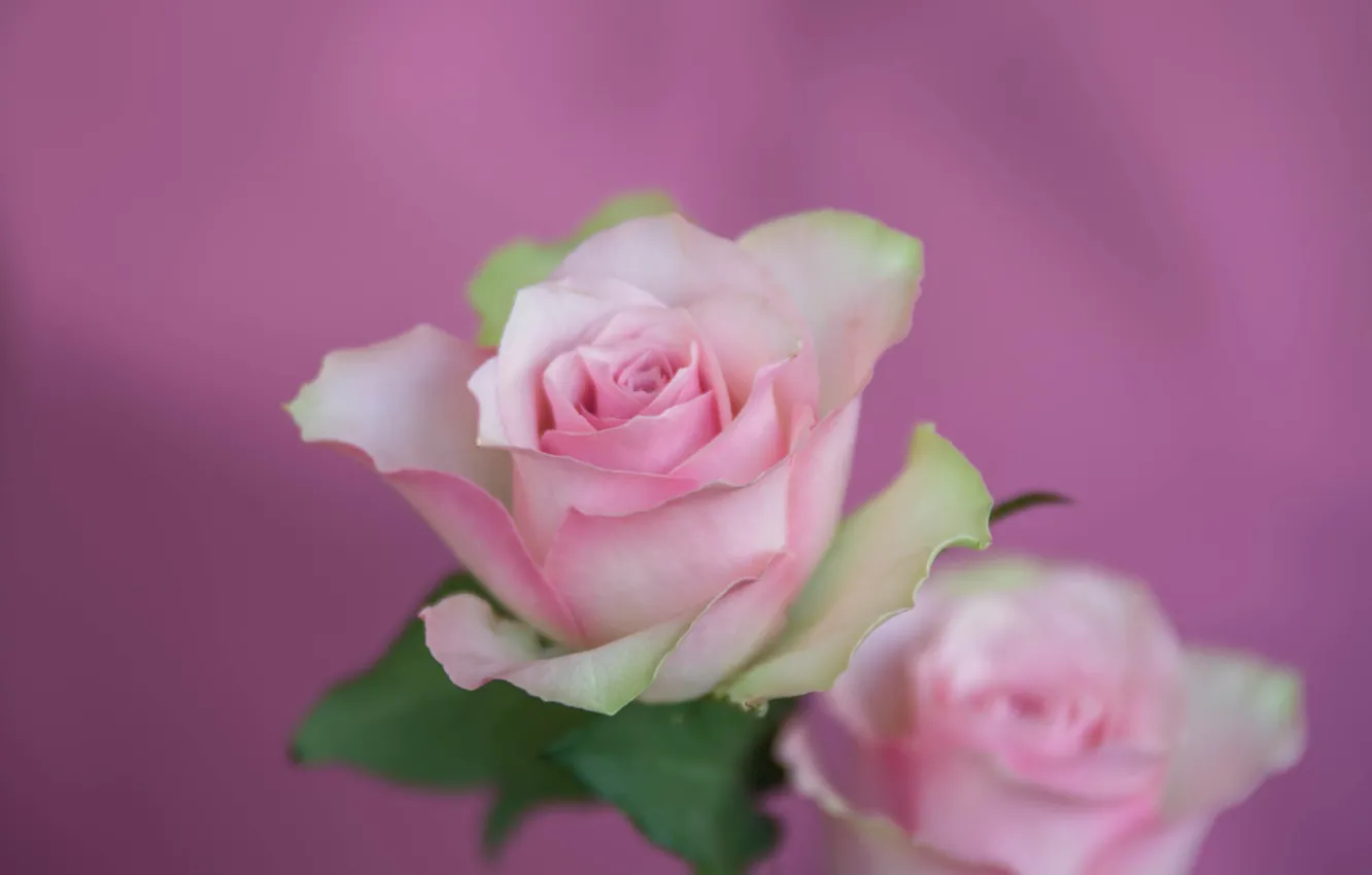 Photo wallpaper background, pink, tenderness, rose, petals, Bud