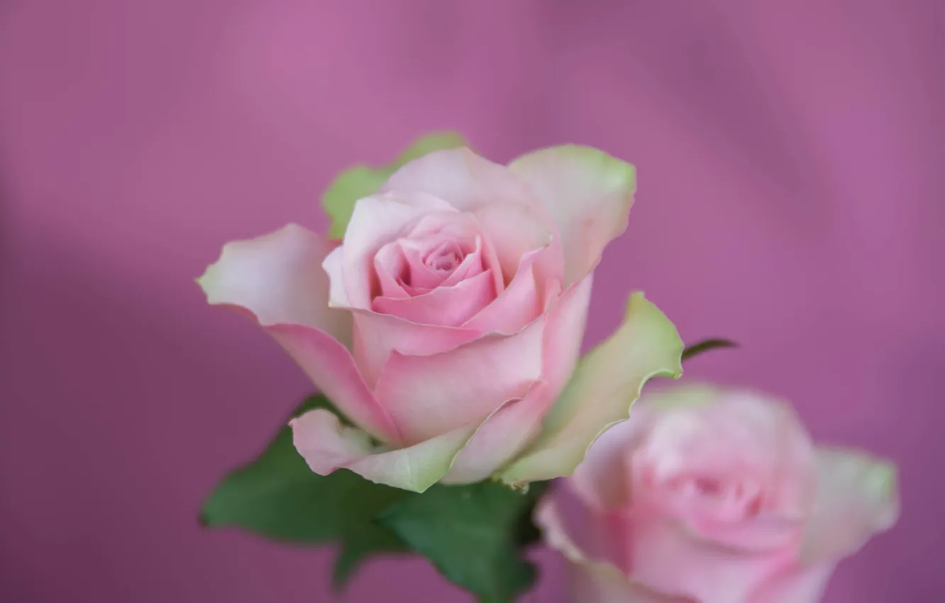 Photo wallpaper background, tenderness, roses, petals, pink, buds
