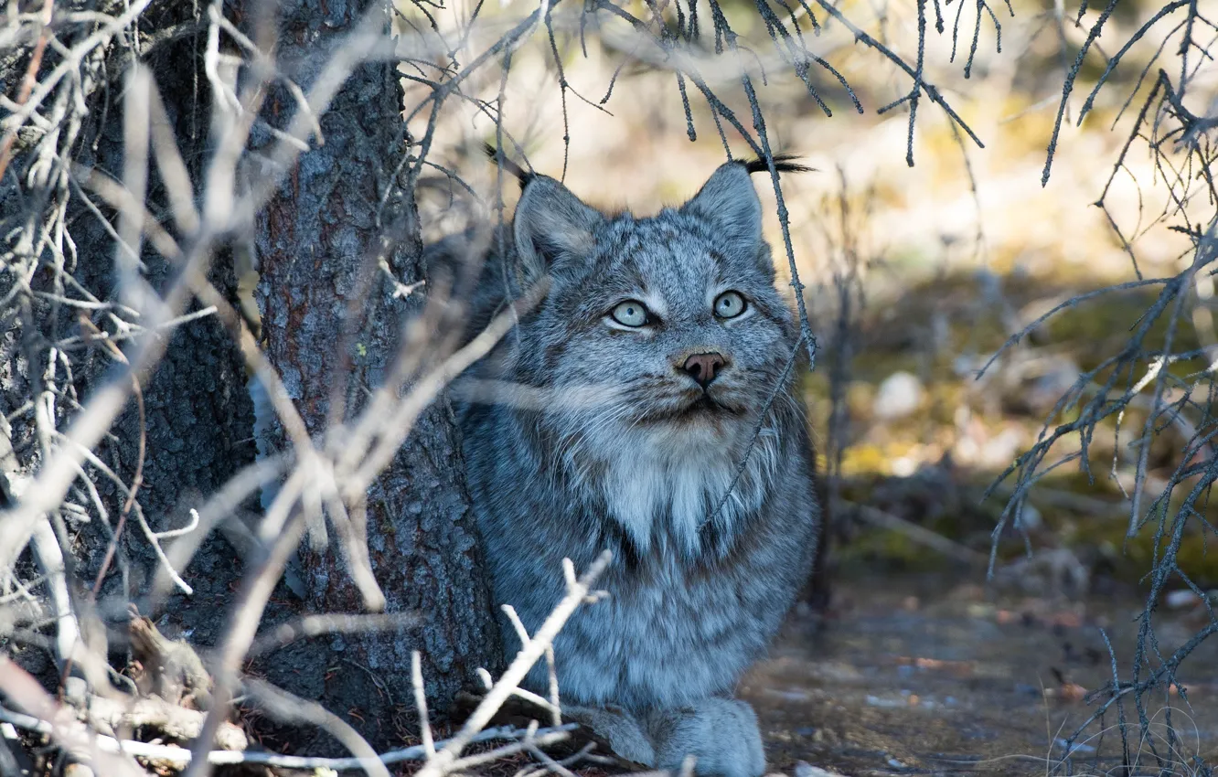 Photo wallpaper face, branches, stay, shadow, predator, lies, lynx, wild cat